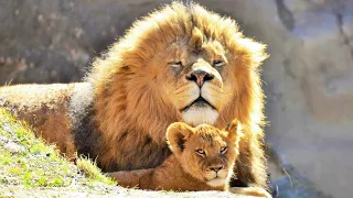 How Lion Cubs Are Raised To Be King Of The Jungle | WORLD'S DEADLIEST | Real Wild