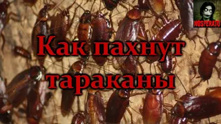 КАК ПАХНУТ ТАРАКАНЫ. Страшные истории на ночь. Страшилки на ночь