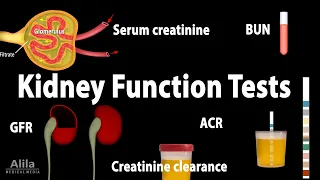 Kidney Function Tests, Animation