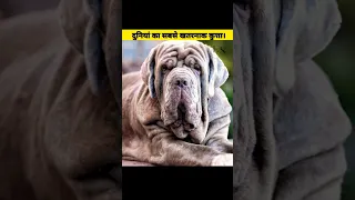 दुनिया का सबसे ताकतवर DOG 🐕