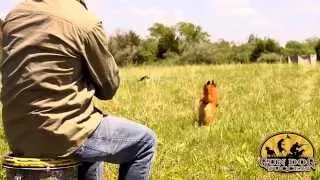 Having your dog trained with Gun Dog Success