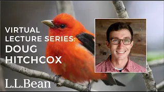 Tracking Birds During Spring Migration | Doug Hitchcox | L.L.Bean Speaker Series