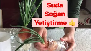 Topraksız - Suda Soğan Nasıl Yetiştirilir