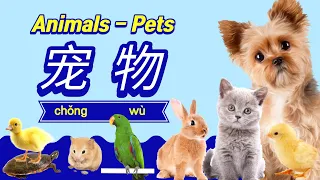 学中文-动物-宠物 | Learn Animal Pets in Mandarin Chinese | 學中文-動物-寵物 | Pet for Chinese Beginners | 중국어 애환동물