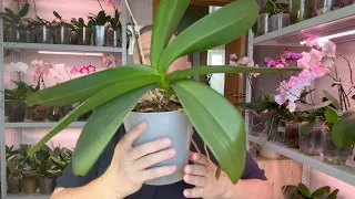 орхидея переросла горшок - ОМОЛОДИТЬ ОРХИДЕЮ или оставить // старушка после омоложения ПРОСНУЛАСЬ