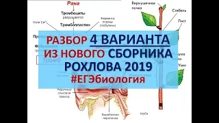 СБОРНИК РОХЛОВА !2019! - 4 ВАРИАНТ (подробный разбор)