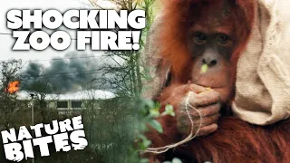 Orangutan Family Traumatised by Zoo Fire! (Part One) | The Secret Life of the Zoo | Nature Bites