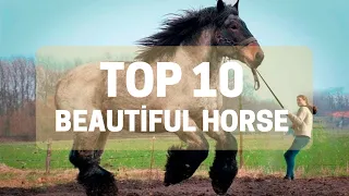 Top 10 Powerful Beautiful Horse in the World