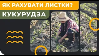 Кукурудза - як рахувати листки? [count corn leaf] [GrowEx]