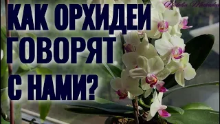 УЧИМСЯ ПОНИМАТЬ ОРХИДЕИ. ЧИТАЕМ по КОРНЯМ и ЛИСТЬЯМ. КАК ОРХИДЕИ РАЗГОВАРИВАЮТ С НАМИ? ПРАКТИКА!