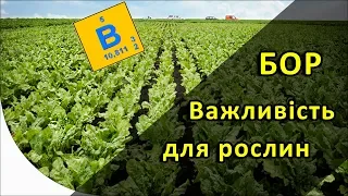 Бор (B) мікроелемент для живлення рослин