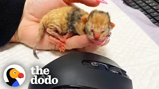 Tiny Kitten Goes To Work Every Day With Her Foster Mom | The Dodo Little But Fierce