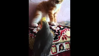 Кот напал на попугая!