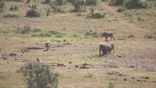 Warthog fight at Addo Elephant National Park