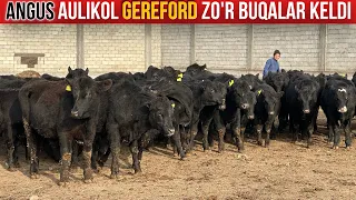 ANGUS AULIKOL GEREFORD BUQALARINI ZO'RLARI KELDI