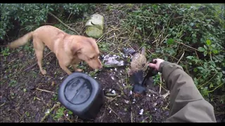 Corvid Crowand woodpigeon roost shoot shooting hunting crop protection UK Ireland