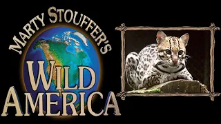 The Eyes Have It | Wild America Season 1 Episode 3 | Animal TV | The Dock