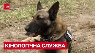 🐶 Краща нагорода - кілограм сардельок! Кінологічну службу посилили переселенці з Нідерландів