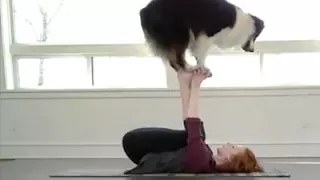 Dog doing yoga wid owner - funny dog - yoga dog