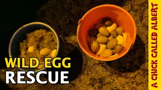 Incubating and Releasing two Secret Buckets of Wild Birds | Saving more eggs than ever before