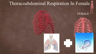 Anatomy behind thoracoabdominal (female) & abdominothoracic respiration (male)