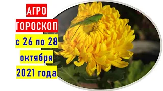 Агрогороскоп с 26 по 28 октября 2021 года ПЛЮС