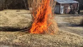 Burning the Pampas Grass