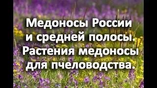 Медоносы России и средней полосы. Растения медоносы для пчеловодства.