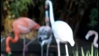 Flamingos @ The San Diego Zoo