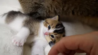 Kitten Nico ate his first weaning meal and was so full he wanted to sleep