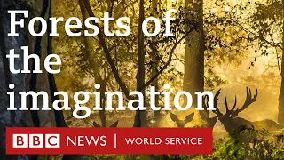 Under the Canopy: Forests of folktale and imagination - BBC World Service