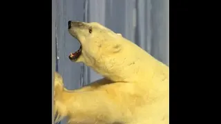 This Polar Bear Killed a 24 Year Old Mother And Her Baby