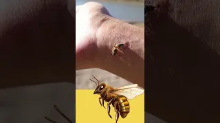 A Verdade Sobre a Picada de Abelha!🐝