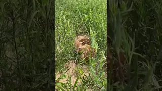 Lake Bluff Preserve - Whitetail Fawn Walkthrough - Frankfort, Michigan