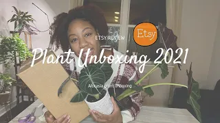 Plant Unboxing 2021 | Etsy Plant Review | Alocasia Plant Unboxing