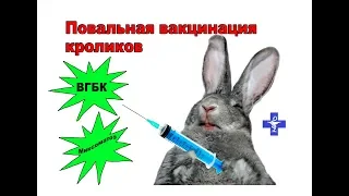 Повальная вакцинация кроликов
