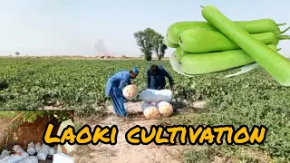 Laoki Cultivation in Pakistan 2024 | Laoki Vegetable