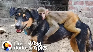 This Monkey Rides Her Dog BFF All Day Long  | The Dodo Odd Couples