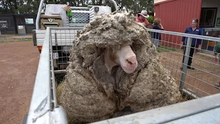 'Overgrown 'Baarack' the Sheep Loses 78-Pound Wool Fleece Before and After