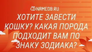 Хотите завести кошку? Какая порода подходит вам по знаку зодиака?