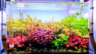 Step by step aquascape tema Dutch style 40cm