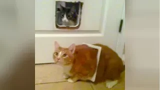 Funny CATS DESTROYING EVERYTHING on their way! - PREPARE to LAUGH SUPER HARD!
