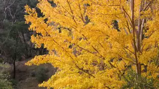 Reason Piano - Ost. Autumn in my heart