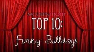 Funny Bulldogs - ModernMom Top 10
