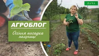 Як правильно посадити полуницю восени?