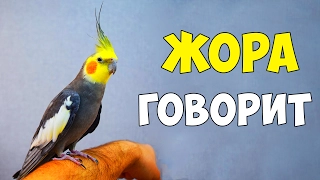 ЖОРА - МОЙ ГОВОРЯЩИЙ ПОПУГАЙ КОРЕЛЛА