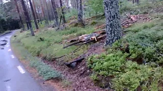 Пара слов о шведском  лесе...