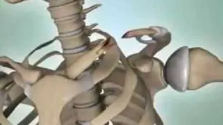 Shoulder Fractures - DePuy Videos