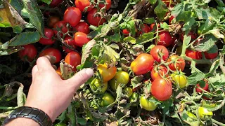 Керо-F1. Мега живучий томат от компании Esasem.