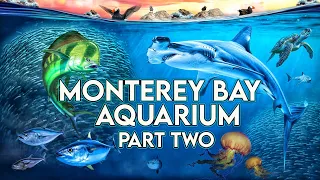 Zoo Tours: Monterey Bay Aquarium | PART TWO